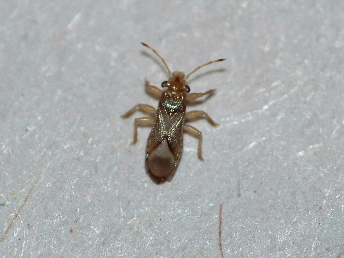 Thaumastocoris peregrinus - Ostia (RM)